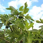 Diana